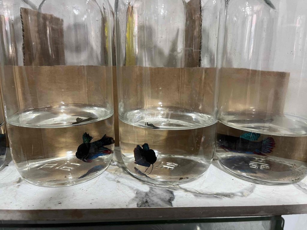 lia thia đồng thiên nhiên