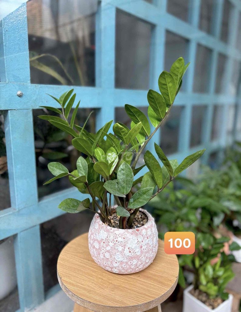 Cây cảnh Kim Tiền. Mua bán Cây cảnh, đồ trang trí tại Thành phố Thủ Đức Tp Hồ Chí Minh được đăng bởi Bích Ngọc hình 1