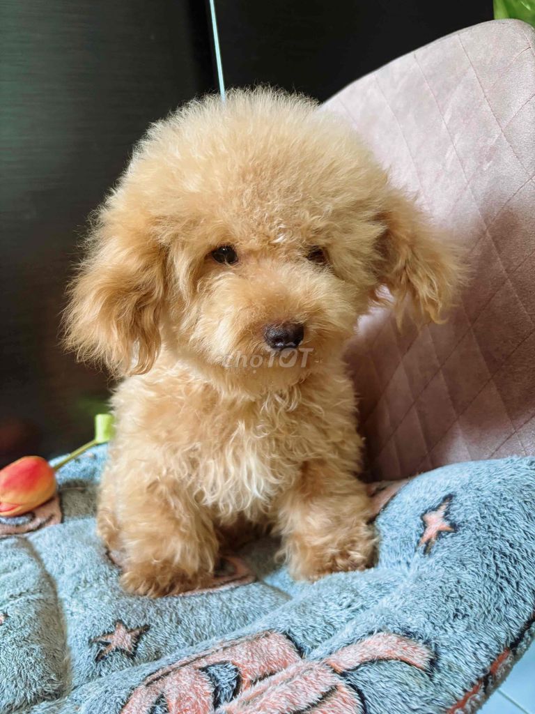 Chó Poodle cái 8 tháng. Mua bán Chó tại Thành phố Thủ Đức Tp Hồ Chí Minh được đăng bởi Hạ Mi hình 1