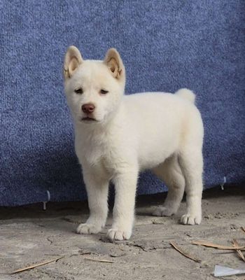 bán một em chó 🐕 mông cộc