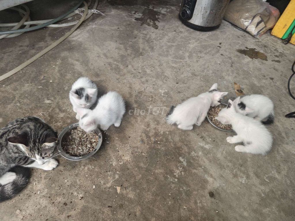 Mèo ta nhỏ 1 tháng chưa tiêm. Mua bán Mèo tại Quận Hoàng Mai Hà Nội được đăng bởi thắng hình 1