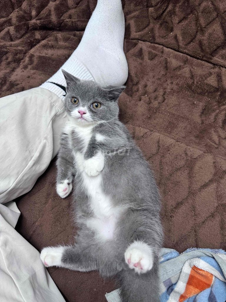 mèo anh lông ngắn, màu xám có 4 tất chân trắng. Mua bán Mèo tại Quận Thanh Xuân Hà Nội được đăng bởi Nguyễn Hữu Dương hình 4