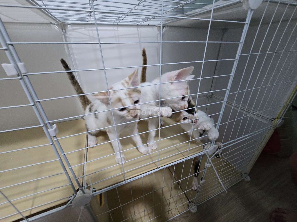 Tìm nhà mới cho 3 em