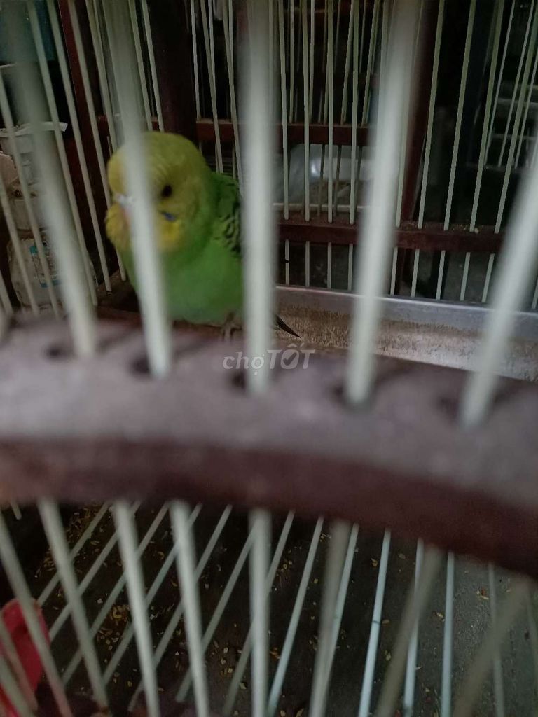 Vẹt Xanh lá, Vàng. Mua bán Chim tại Quận Thanh Xuân Hà Nội được đăng bởi Tuân hình 1