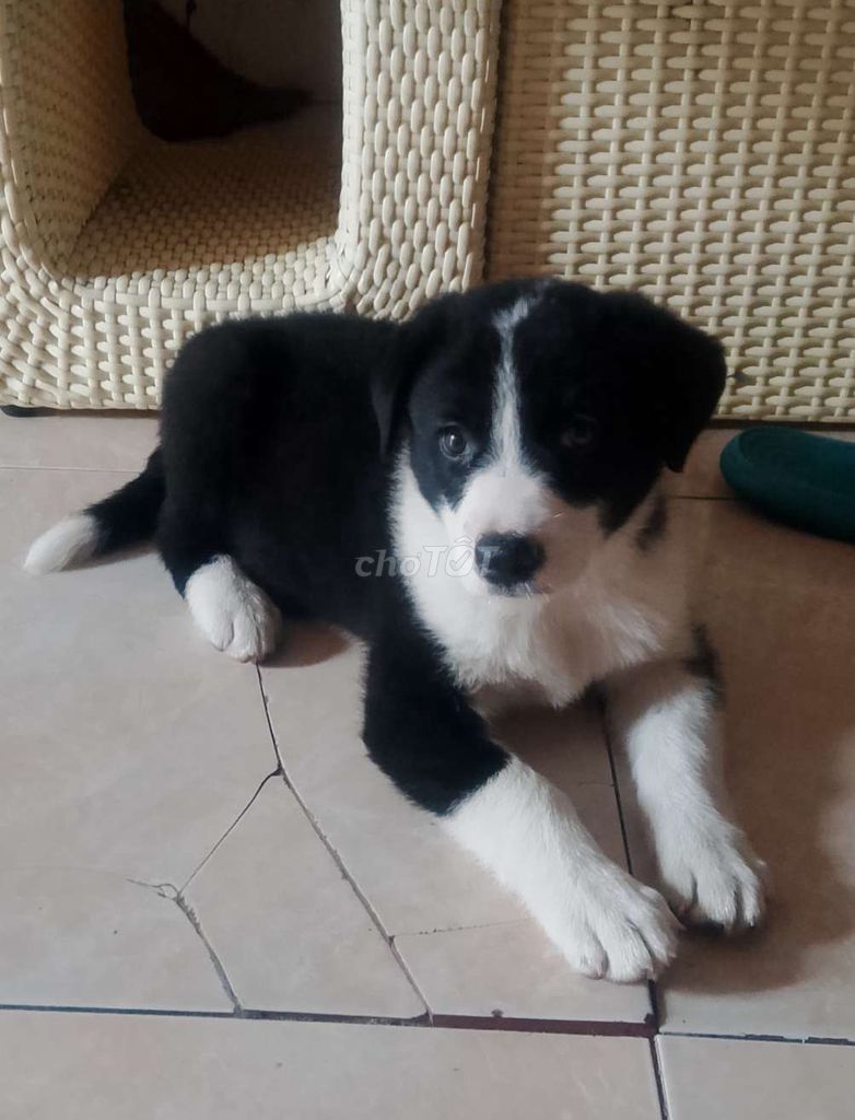 Chó Border Collie Đen trắng. Mua bán Chó tại Quận Long Biên Hà Nội được đăng bởi Khánh Ngọc hình 1