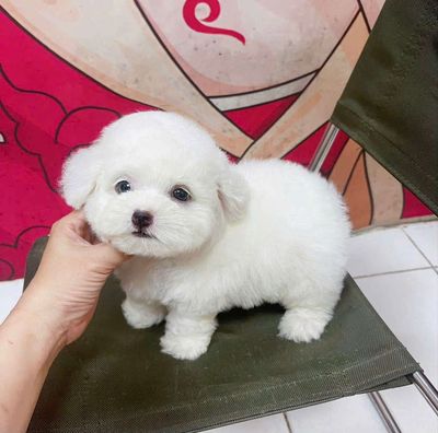 Chó Poodle 2-3 tháng