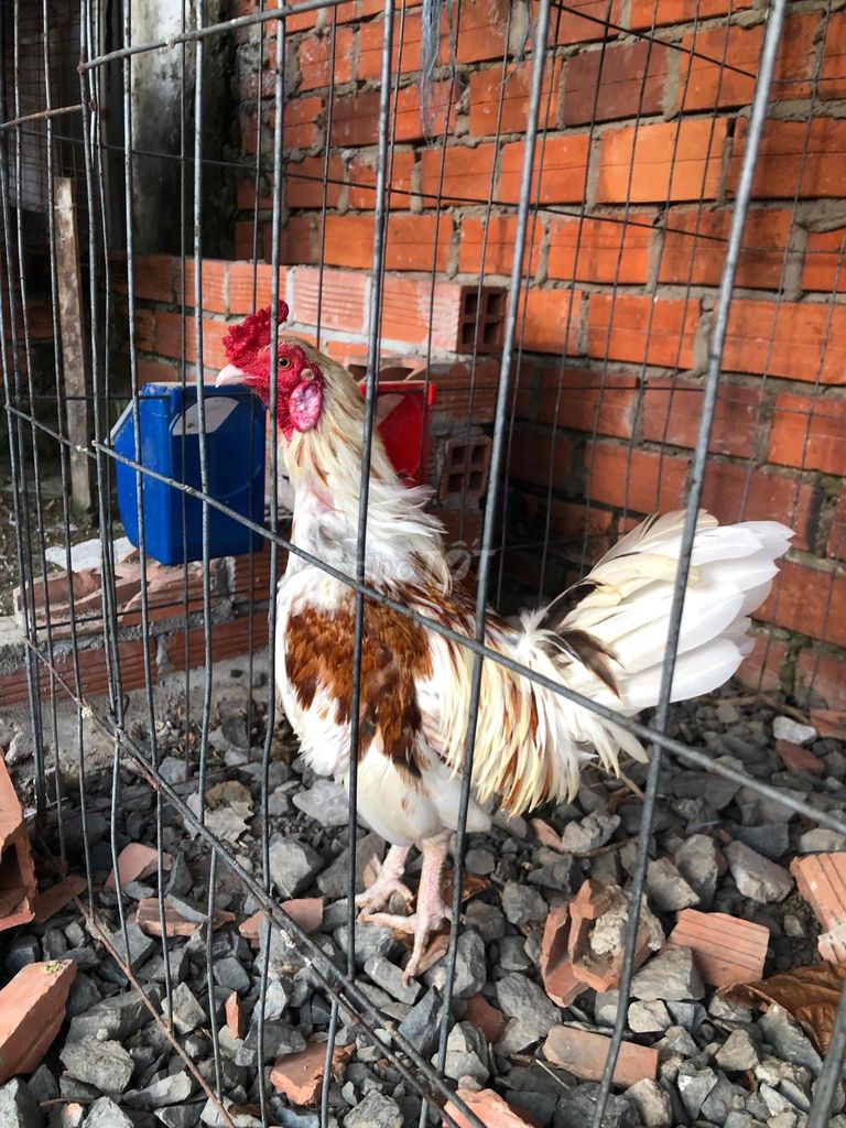 Gà tre tơ màu Trắng, Nâu 1.35kg. Mua bán Gà tại Huyện Châu Thành Sóc Trăng được đăng bởi Tăng Thiện Tín hình 1