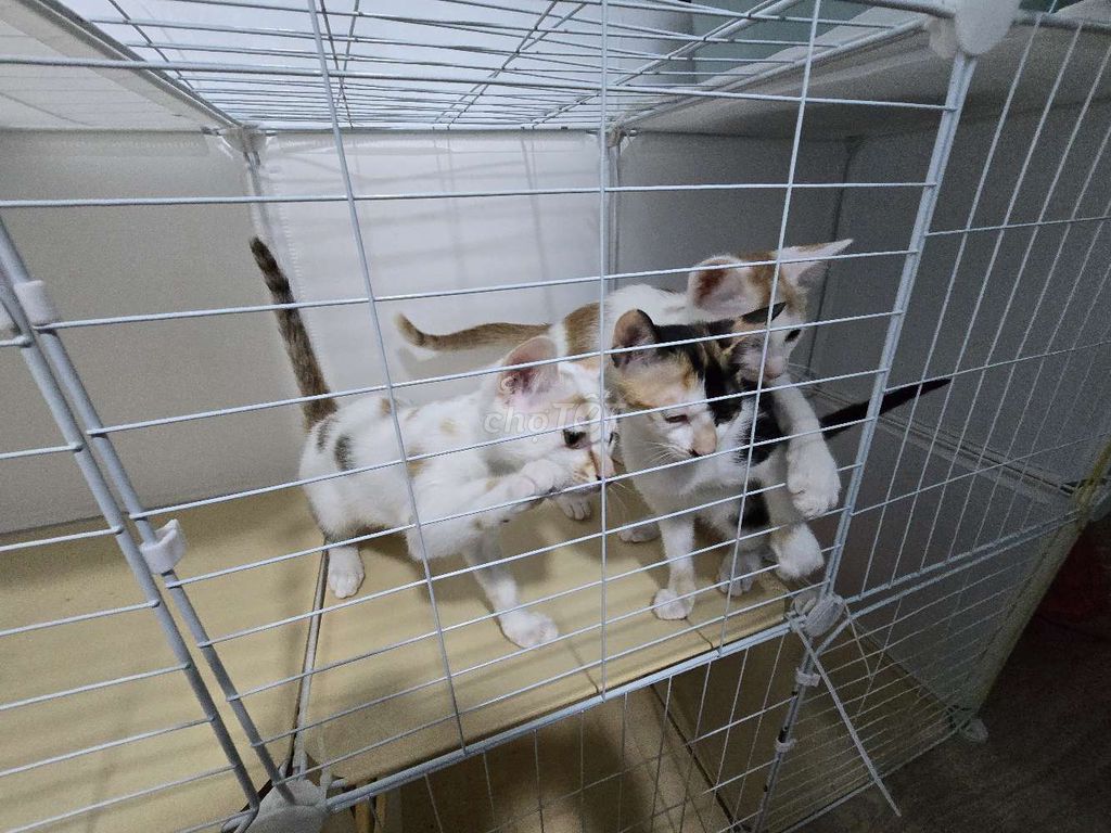 Tìm nhà mới cho 3 em