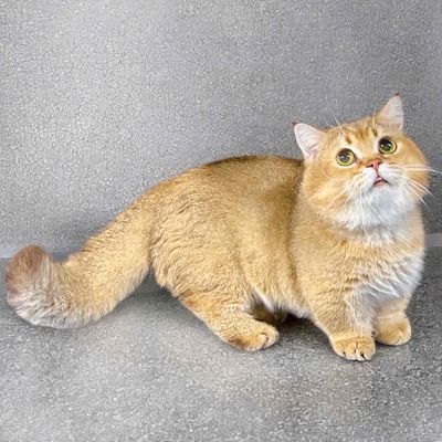 Phối giống Mèo Golden lùn, Silver lùn bao đậu. Mua bán Phụ kiện, Thức ăn, Dịch vụ tại Quận Đống Đa Hà Nội được đăng bởi SHOP THÚ CƯNG SAMPET