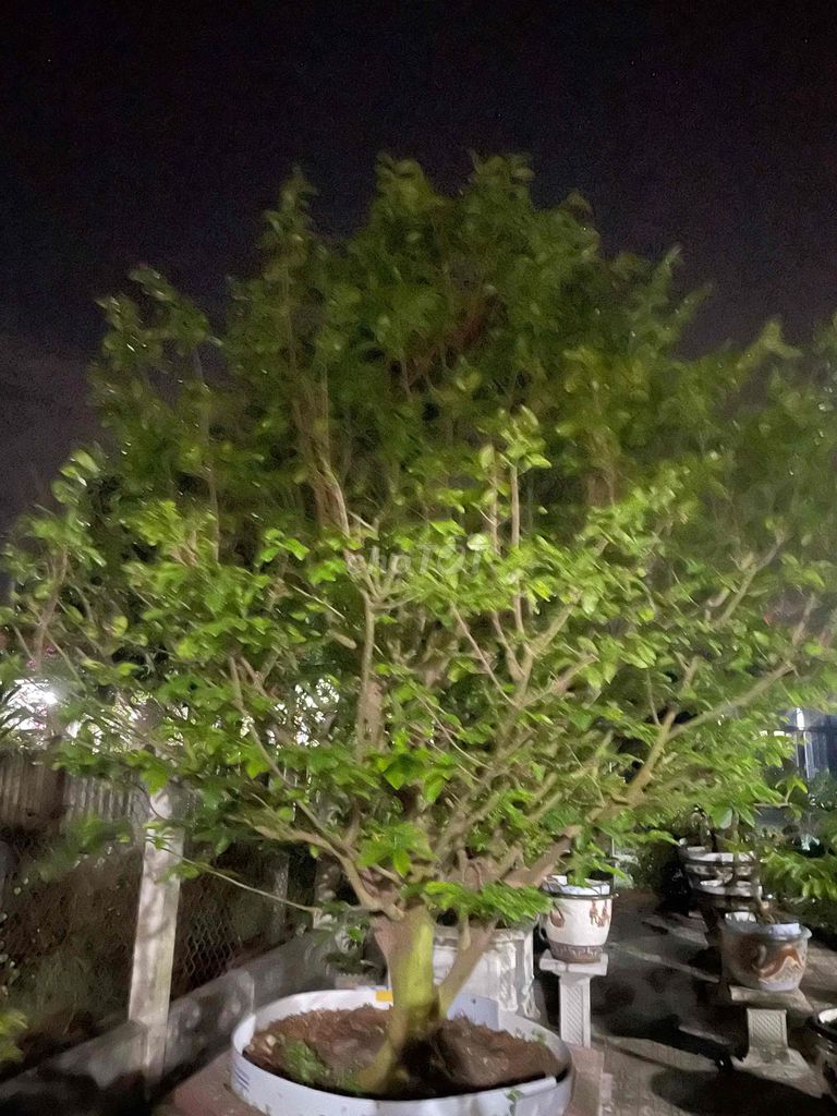 mai đot xanh quang nam. Mua bán Cây cảnh, đồ trang trí tại Thành phố Hội An Quảng Nam được đăng bởi minh hình 1