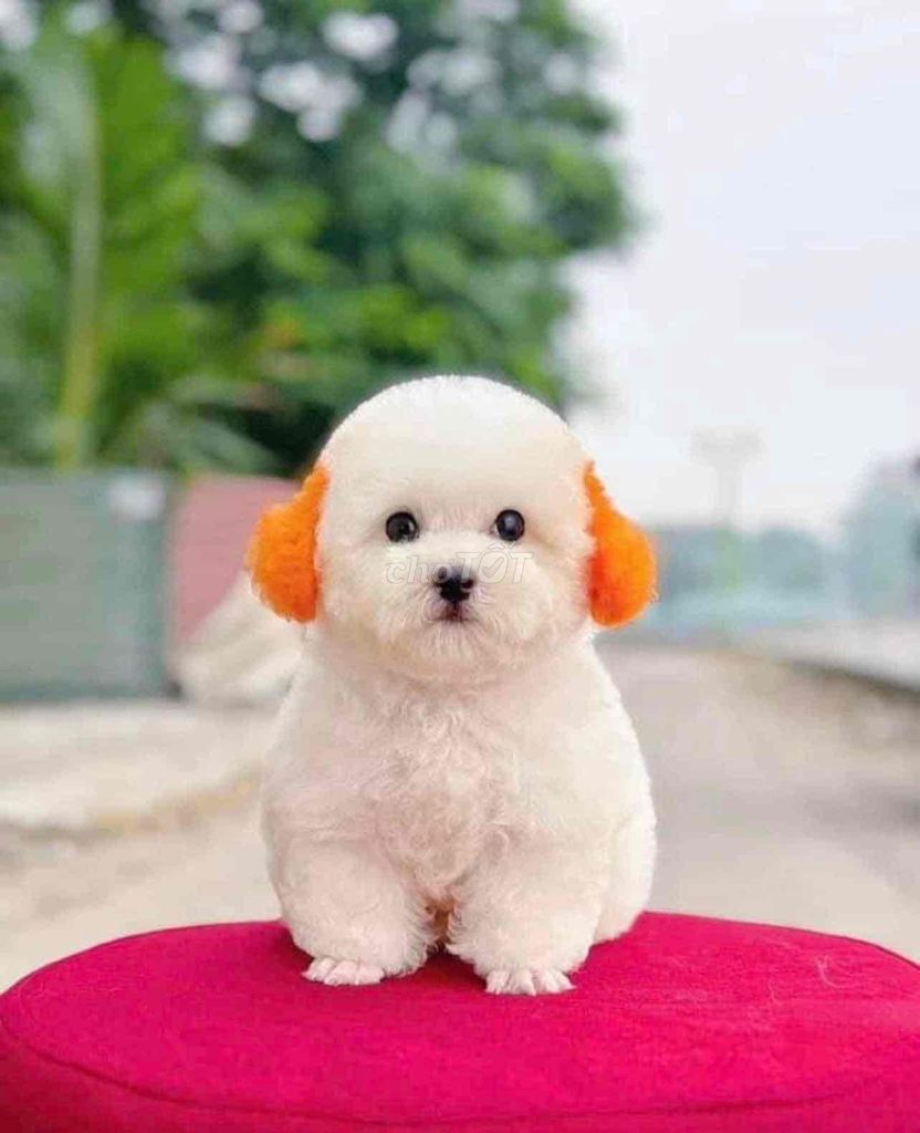 be xunh dang iu chó poodle trắng. Mua bán Chó tại Huyện Bù Đăng Bình Phước được đăng bởi bm hình 1