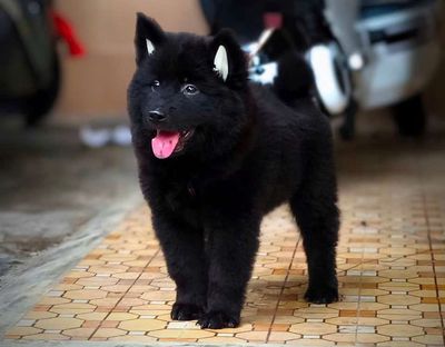 Gấu xù Bắc Hà tai dựng siêu xinh