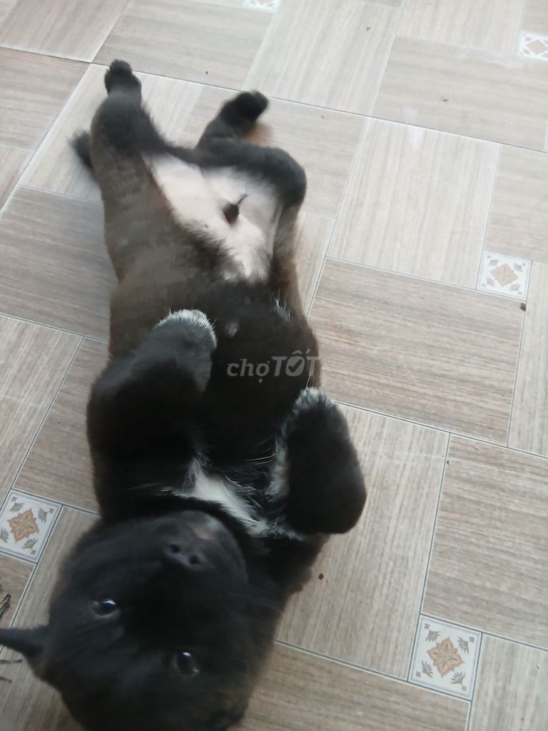 Chó con giống nhỏ màu đen. Mua bán Chó tại Thành phố Huế Thừa Thiên Huế được đăng bởi Ngọc Hải Lê hình 1