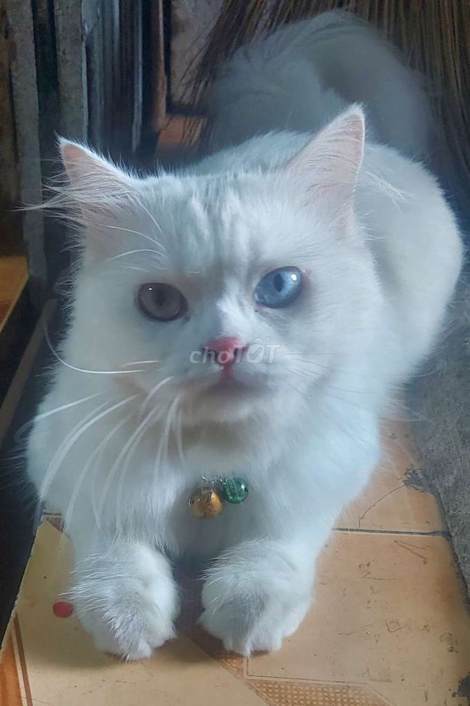 Mình bán pé mèo Anh long trắng . mắt 2 màu.