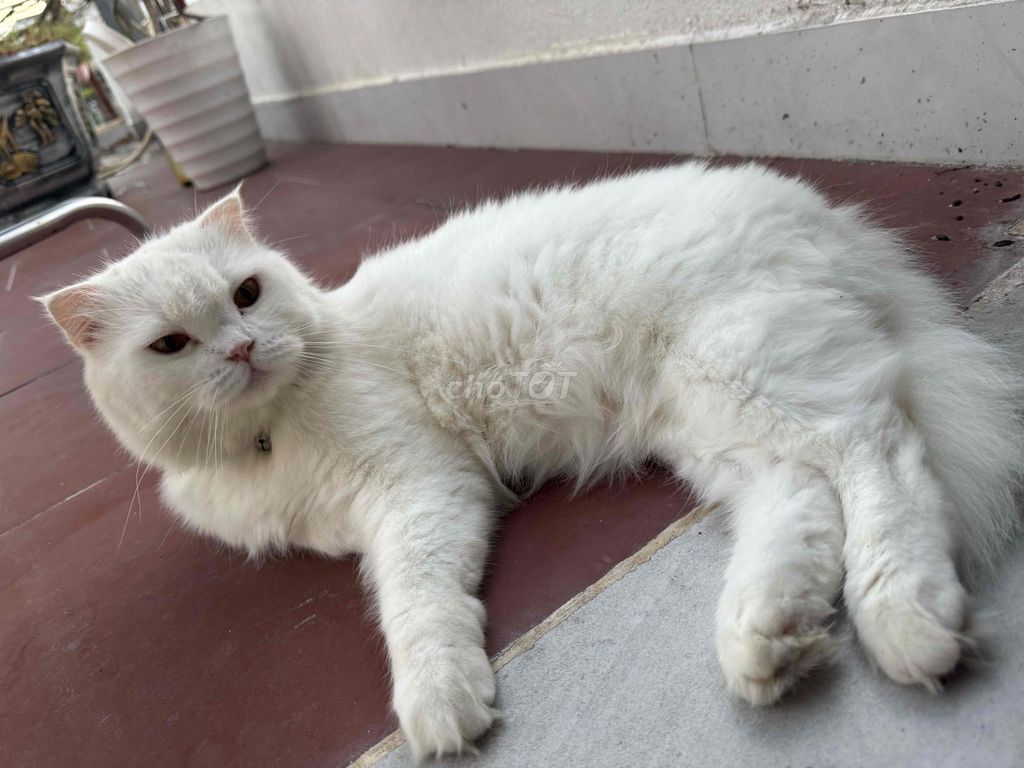 Mèo Anh lông dài. Mua bán Mèo tại Thị xã Điện Bàn Quảng Nam được đăng bởi Nguyễn Văn Minh hình 1