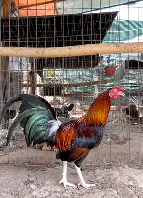 CUBAN ĐIỀU RẤT ĐẸP. Mua bán Gà tại Huyện Củ Chi Tp Hồ Chí Minh được đăng bởi Gà Đá Củ Chi