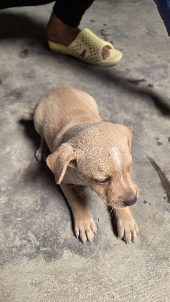 Chó cỏ con Đen Nâu Đen trắng. Mua bán Chó tại Quận 12 Tp Hồ Chí Minh được đăng bởi Alex Trong hình 1