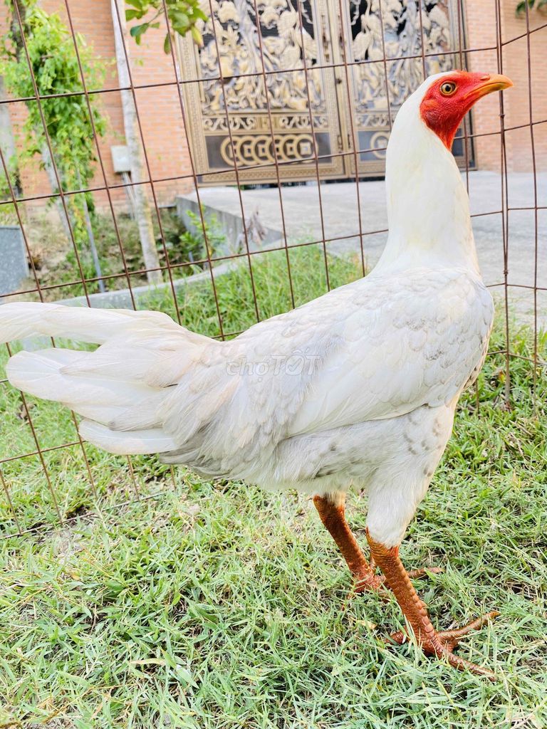 Bướm cú Thái/Mỹ chân xanh 1,9kg trạng xo 2kg ngoai. Mua bán Gà tại Thành phố Biên Hòa Đồng Nai được đăng bởi Đinh Hoàng Nam hình 1