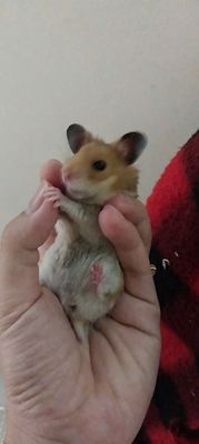 Hamster Bear