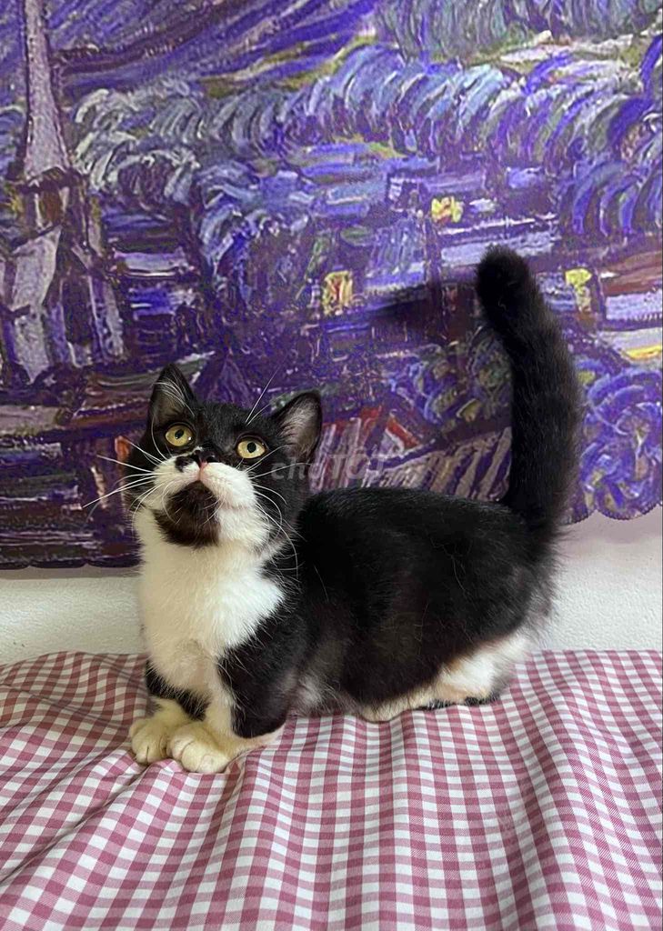 Mèo chân lùn cuteee🌷🐱. Mua bán Mèo tại Quận Cầu Giấy Hà Nội được đăng bởi Nguyen Duong  hình 1