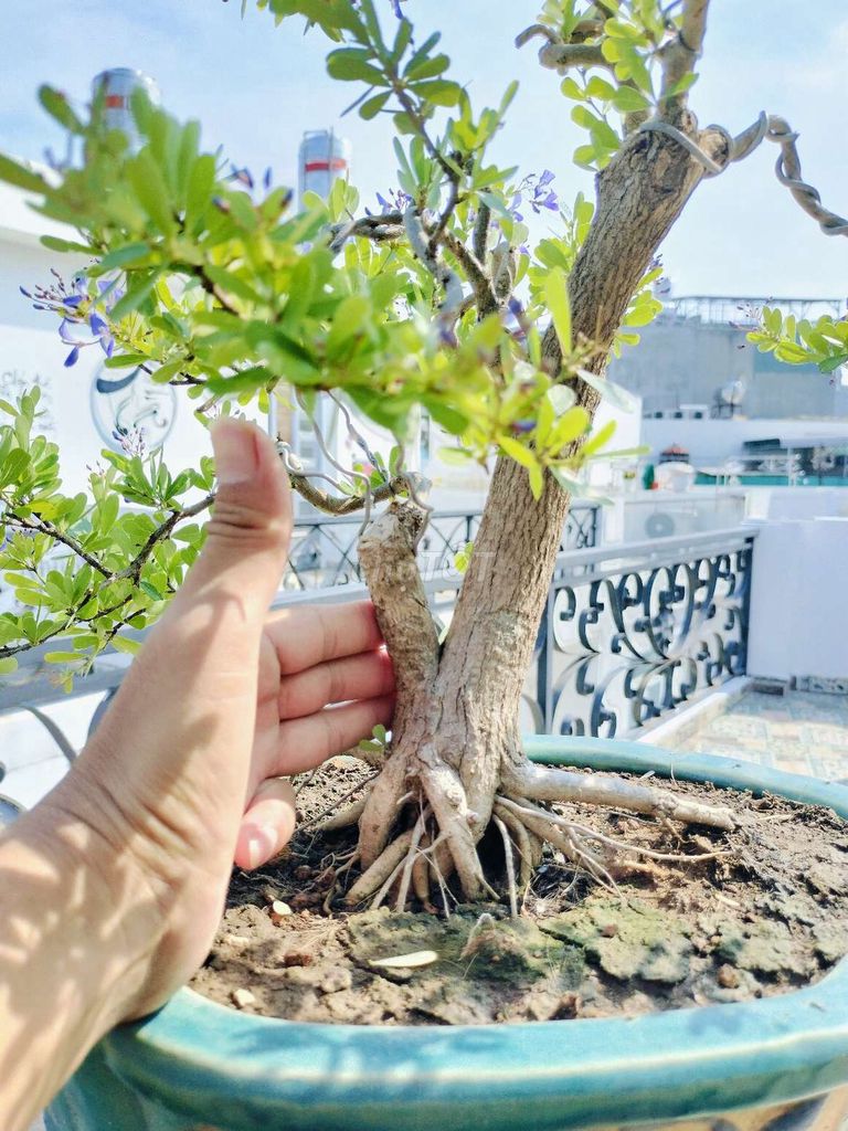 Chậu bonsai linh sam hoa tím