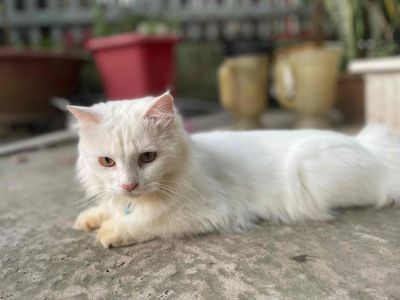 Mèo ALD  Trắng cái thuần chưa sinh sản lần nào. Mua bán Mèo tại Thành phố Cao Lãnh Đồng Tháp được đăng bởi Nguyễn Đạt