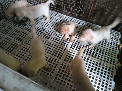 Chó Labrador Vàng kem trắng