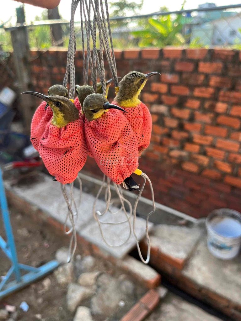 Chim hút mật mép cam ,chấm. Mua bán Chim tại Quận Cái Răng Cần Thơ được đăng bởi Long hình 1