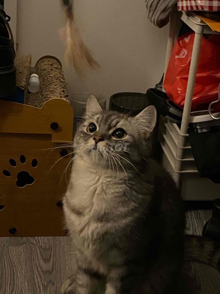 Mèo anh lông ngắn tabby (10 tháng tuổi- đực). Mua bán Mèo tại Quận 10 Tp Hồ Chí Minh được đăng bởi Nhật Duy hình 1