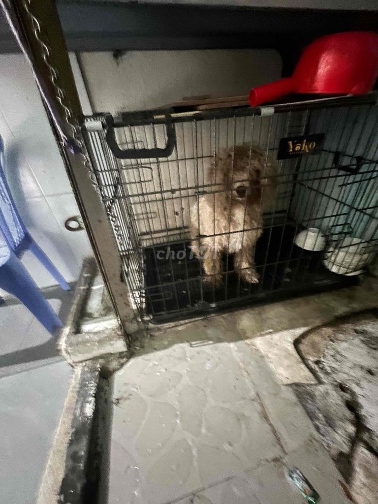 Chó Poodle lông xoăn Nâu. Mua bán Chó tại Thành phố Thủ Đức Tp Hồ Chí Minh được đăng bởi Lưu Ba hình 1