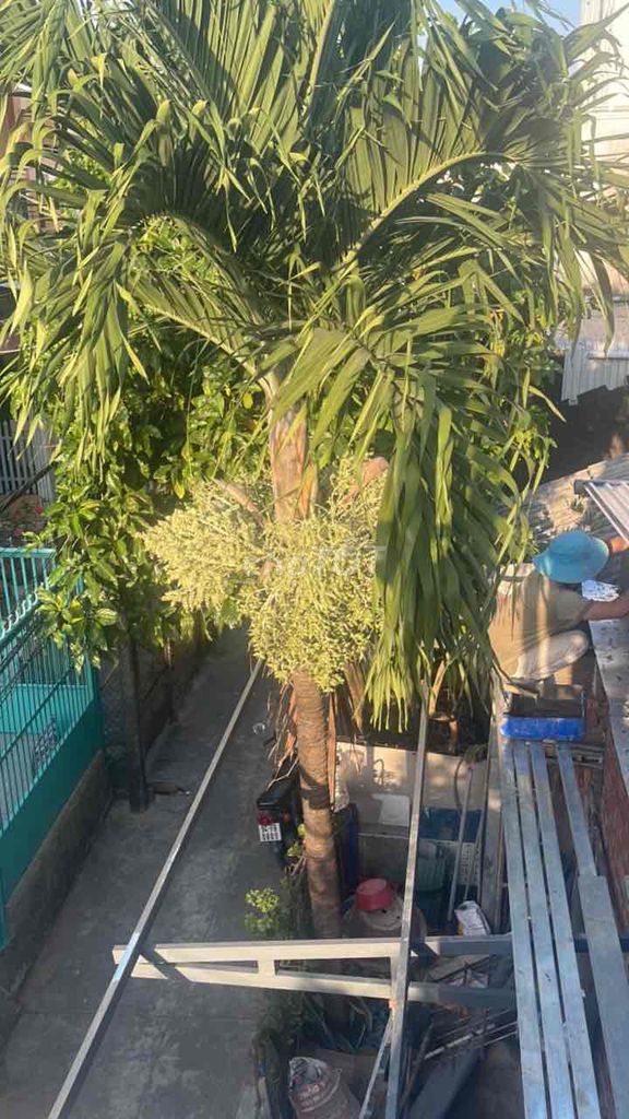 Cây cau ra trái nhiều. Mua bán Cây cảnh, đồ trang trí tại Thành phố Bạc Liêu Bạc Liêu được đăng bởi Phú hình 1