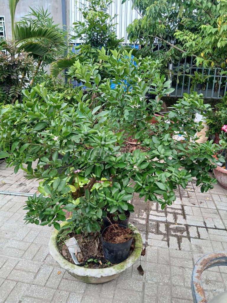 Cây hạnh trồng làm cảnh/lấy quả đang ra quả. Mua bán Cây cảnh, đồ trang trí tại Quận Bình Thuỷ Cần Thơ được đăng bởi bước hình 1