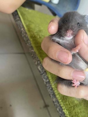 Chuột Hamster Bear full đen khoẻ mạnh không bệnh t