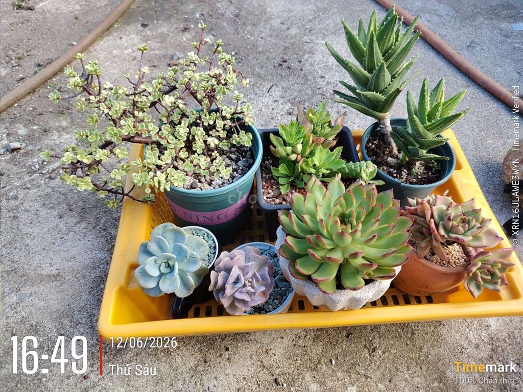 Sen đá Đà Nẵng kèm chậu. Mua bán Cây cảnh, đồ trang trí tại Quận Cẩm Lệ Đà Nẵng được đăng bởi Hoàng T N Phương  hình 1