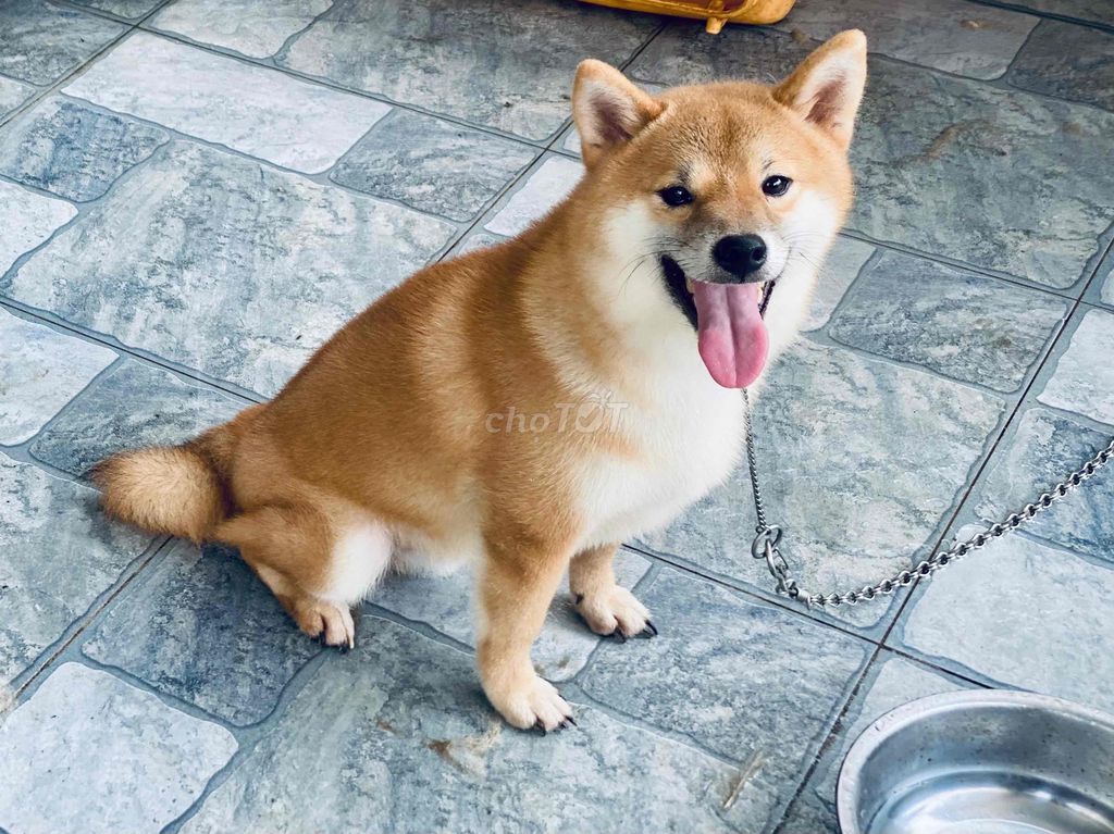 Bé chó  Shiba inu thuần chủng cần tìm nhà mới