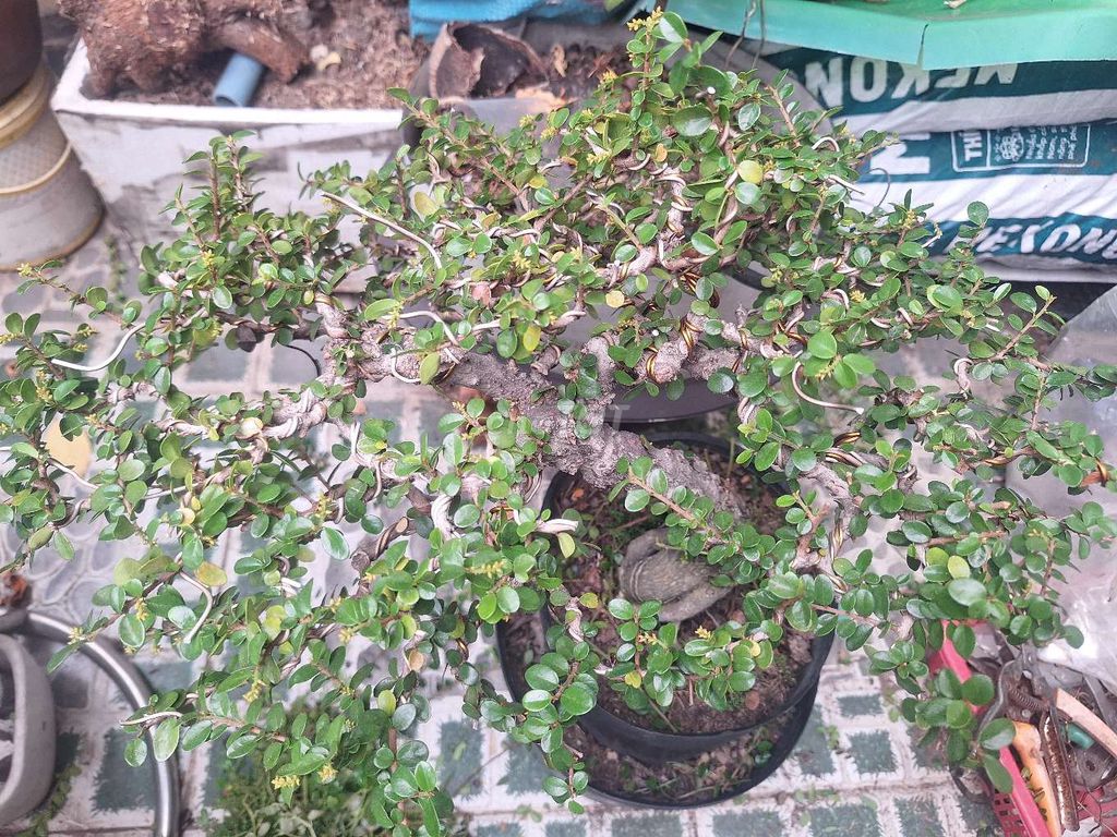 Cây cảnh Linh sam núi xanh lá đang ra hoa. Mua bán Cây cảnh, đồ trang trí tại Quận 12 Tp Hồ Chí Minh được đăng bởi Tran Thanh Dai hình 1