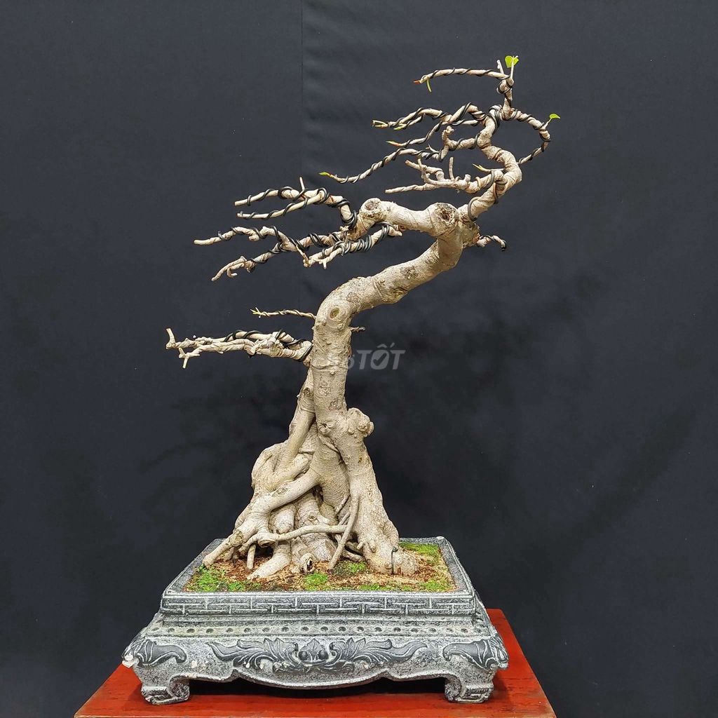 Cây cảnh bonsai Bồ đề Bạt phong. Mua bán Cây cảnh, đồ trang trí tại Quận Hải Châu Đà Nẵng được đăng bởi Trần Xuân Dương hình 1