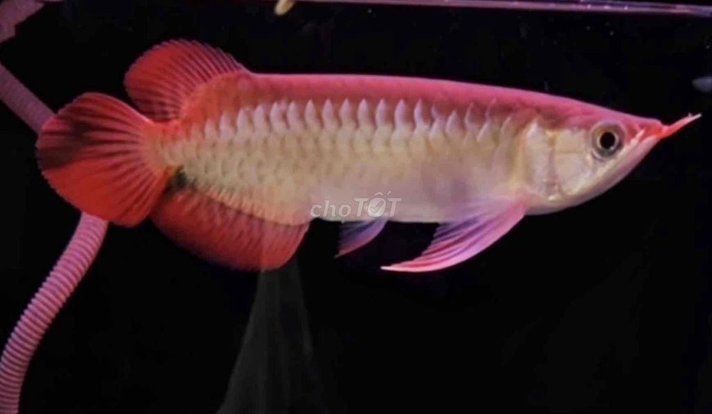 Cá cảnh Huyết long size 25cm. Mua bán Thú cưng khác tại Quận Tân Bình Tp Hồ Chí Minh được đăng bởi Duy Fish hình 1