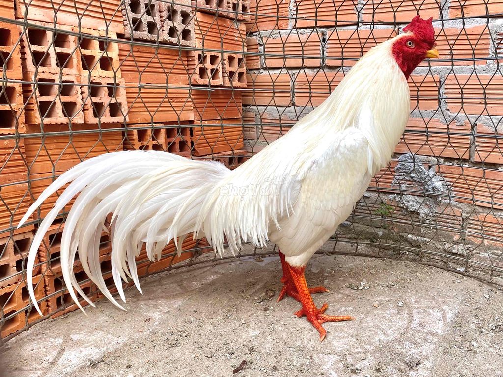 yas thái cựa mòng. Mua bán Gà tại Huyện Phong Điền Cần Thơ được đăng bởi mê gà nồi hình 1