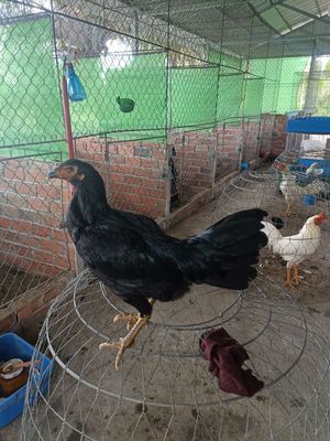 Mái Peru giáp mỹ tơ 1ky8 trạng đẻ 2ky2 rớt so. Mua bán Gà tại Quận Cái Răng Cần Thơ được đăng bởi trại gà mỹ hậu Giang 