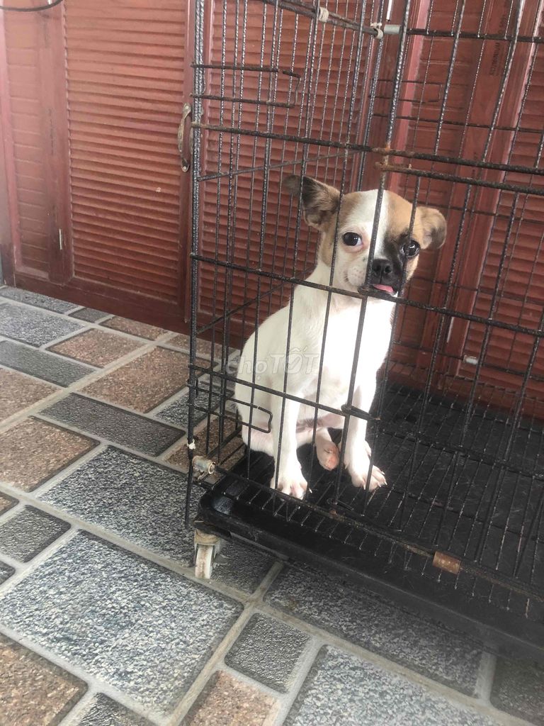 cho chihuahua. Mua bán Chó tại Quận Long Biên Hà Nội được đăng bởi Van Nguyen Do hình 1