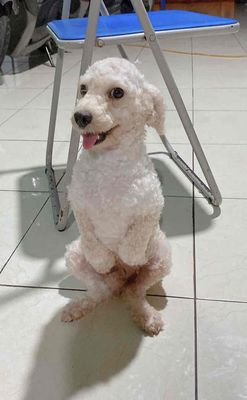 mình có e chó poodle muố giao lưu