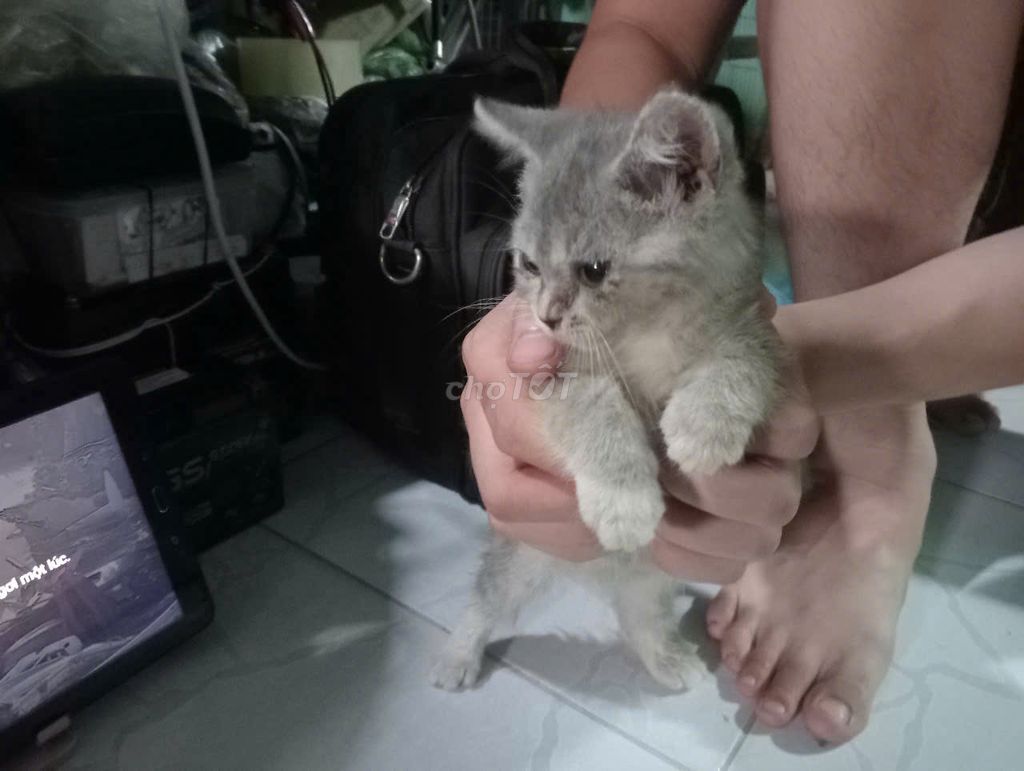🐾TÌM SEN YÊU THƯƠNG CHO 3 BÉ ALN VÀ ALD CUTE 🐾