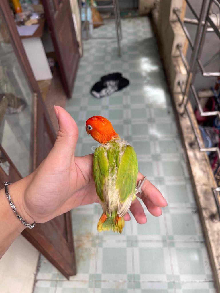 Lovebird Non. Mua bán Chim tại Quận Bình Tân Tp Hồ Chí Minh được đăng bởi Minh Thiện hình 1