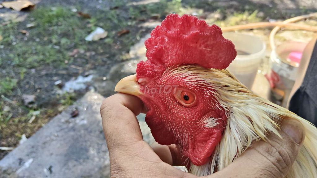 Gà tơ 3kg1 . Mua bán Gà tại Quận 12 Tp Hồ Chí Minh được đăng bởi Hiếu Bán Gà hình 1