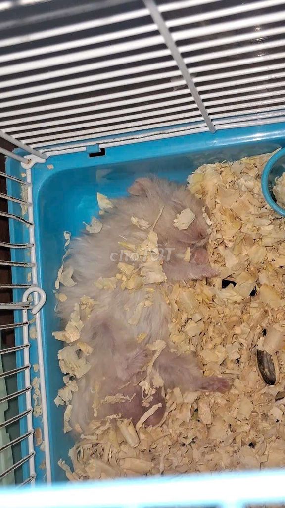 Chuột Hamster tạng to Trắng Lông xù. Mua bán Thú cưng khác tại Quận Tân Phú Tp Hồ Chí Minh được đăng bởi Hoàng Gia Ly hình 1
