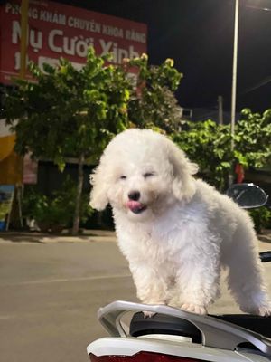 muốn bán chó. Mua bán Chó tại Huyện Xuân Lộc Đồng Nai được đăng bởi Huy Nguyễn