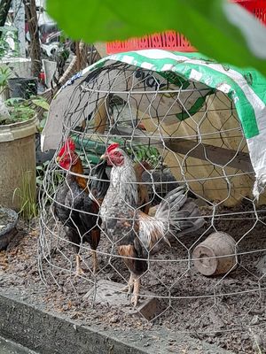 2trông,1mai. Mua bán Gà tại Thành phố Bến Tre Bến Tre được đăng bởi Chơi rõ nét