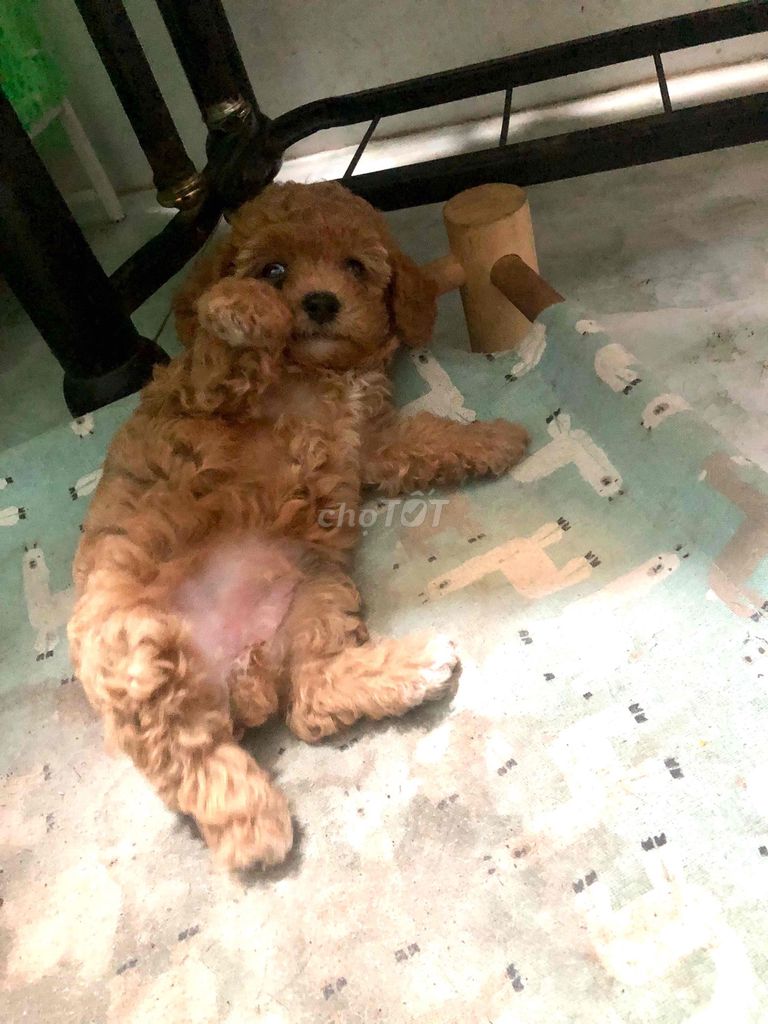 Chó Poodle cái màu Nâu. Mua bán Chó tại Thành phố Thủ Dầu Một Bình Dương được đăng bởi cuc do hình 1