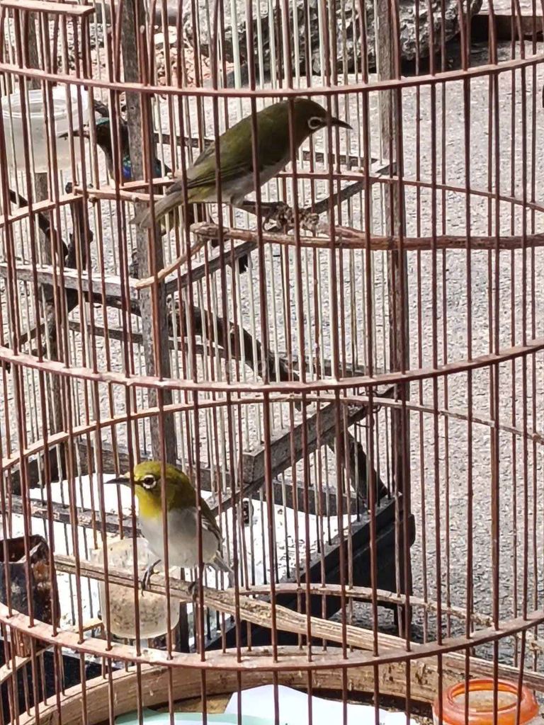 Hai em khuyên xanh đẹp 3xi. Mua bán Chim tại Quận Tân Phú Tp Hồ Chí Minh được đăng bởi Hạnh hình 1